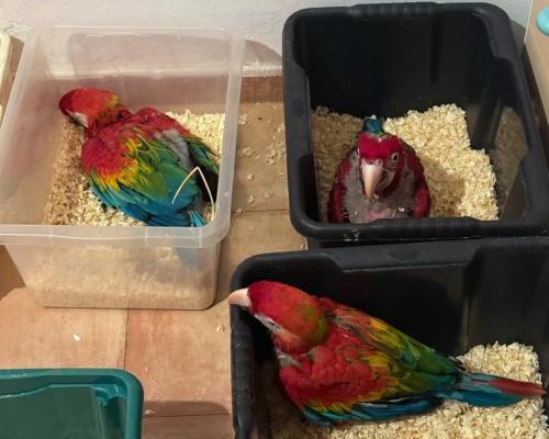 Maltese Man Charged in Sicily with Smuggling 300 Tortoises and 77