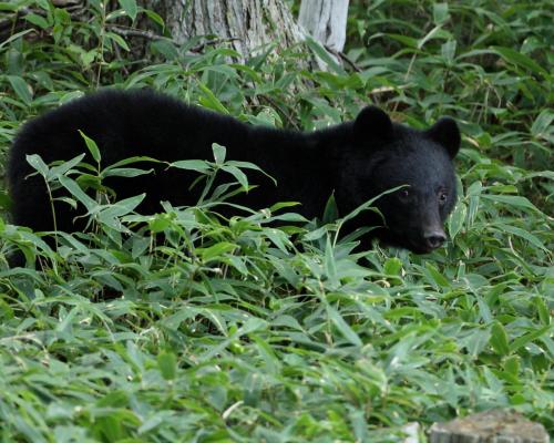 Japan Bear Break-Ins Target Elderly Homes: What to Know