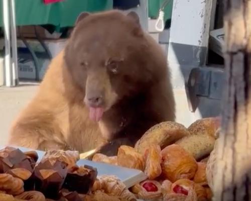 Bear at Colorado Farmers Market: Essential Camping Safety Tips