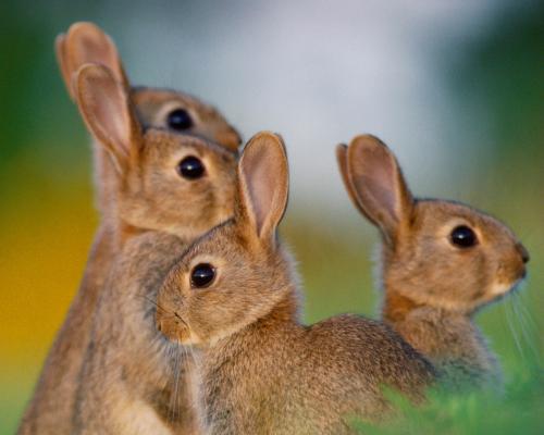Australia Rabbit Population Boom Threatens Native Species