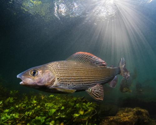 First Woman Chair of Grayling Society Protects Lady of the Stream - grandgoldman.com