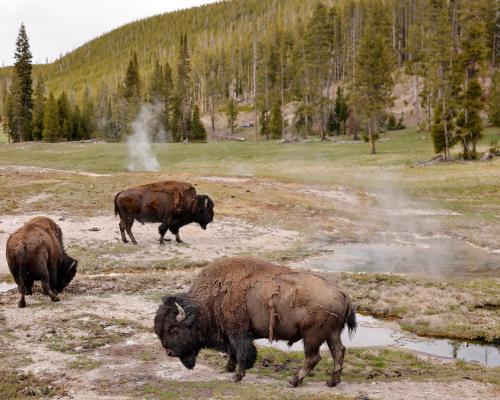 Yellowstone Bison Attack: Safety Tips for Campers