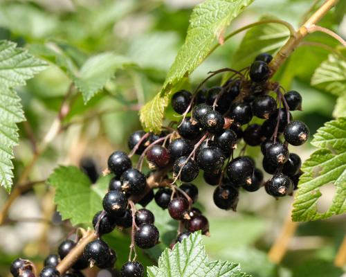 Ribena Invests £200K in Hardier Blackcurrants to Beat Extreme Wea