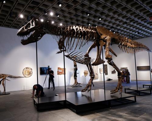 T rex Fossil 'Gus' Sells for $50.1M, Shatters Auction Record