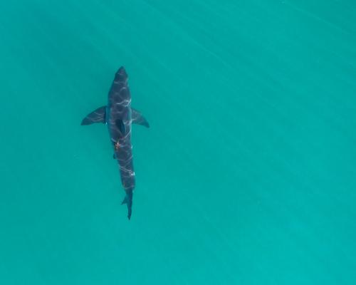 California Shark Summer 2025: What Beachgoers Must Know