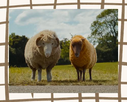 Entertainment Guide This Week From Sheep Detectives to Rivals - grandgoldman.com
