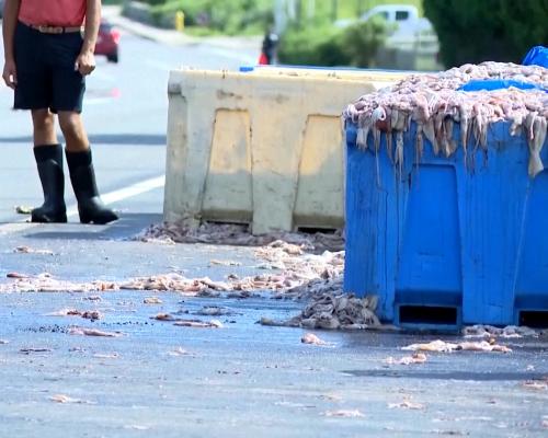 20 Tons of Squid Spill on Rhode Island Highway Causes Chaos