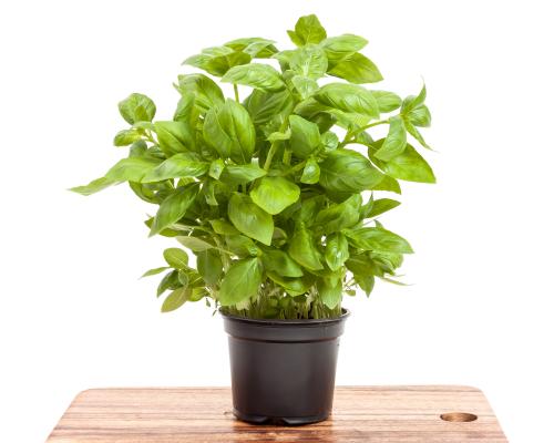 Dividing Supermarket Basil: The Only Hack That Works