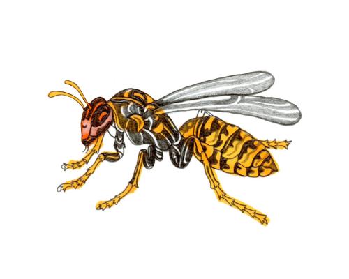 Why Can't Wasps Swim, Which Shark Is Fastest: Kids Quiz Answers - grandgoldman.com
