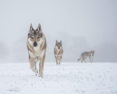 Denmark Wolf Encounter Advice: Stand Still, Make Eye Contact