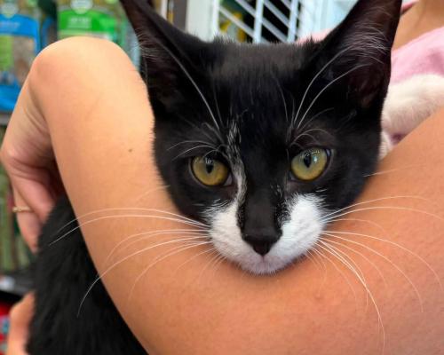 Cat-Wielding Bank Robber Arrested in Maryland Felony Heist