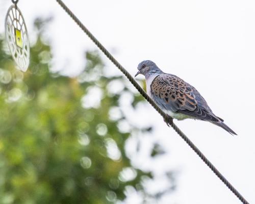 Turtle Dove Spotted in UK After 3000 Mile Flight From Africa - grandgoldman.com