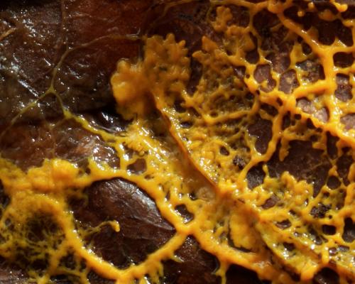 Slime Mould Intelligence: The Dangerous Debate Over Mind