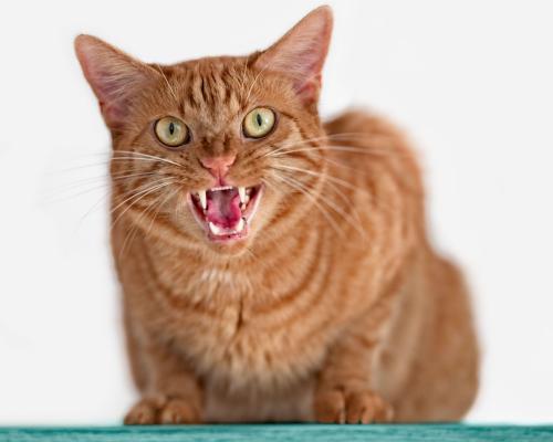 Australia's Love-Hate Relationship with Cats: A Fascinating Histo