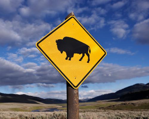 Yellowstone Bison Attack: Tourist Thrown 8ft Shares Survival Stor