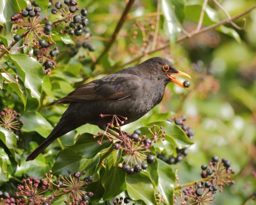 How Birds Cope in a Heatwave: Survival Tips & Adaptations