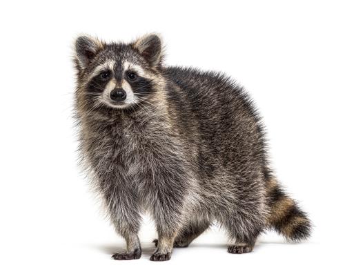 Thursday News Quiz: Test Your Knowledge on Viral Stories