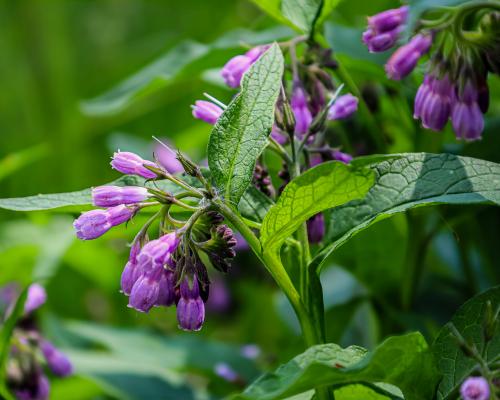 Make Your Own Plant Feed Using Garden Weeds: Easy Guide