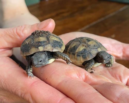 Tortoise Chaos: Two New Hatchlings Bring Total to Seven