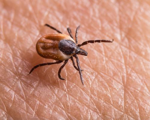 Tick Bites Rising: Proven Ways to Protect Yourself Now