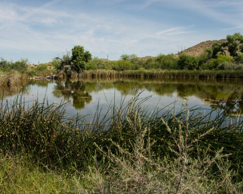 Quitobaquito Springs: Border Wall Threatens Desert Oasis