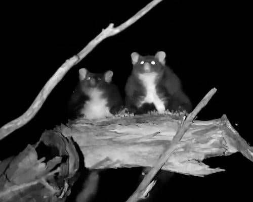 Greater Gliders: Surprising Gliding Limits Revealed by New Study
