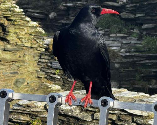 Choughs Return to Tintagel Castle After 50 Year Absence - grandgoldman.com