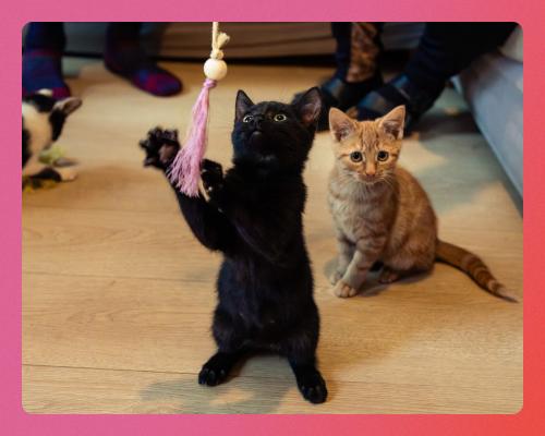 Best Cat Toys UK 2025: Tested by Cats for Fun & Play