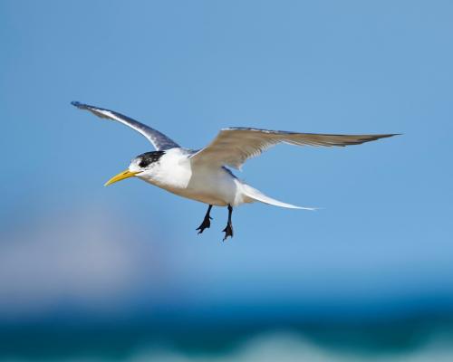 Australia Bird Flu Cases Rise: 7 New Suspected Infections