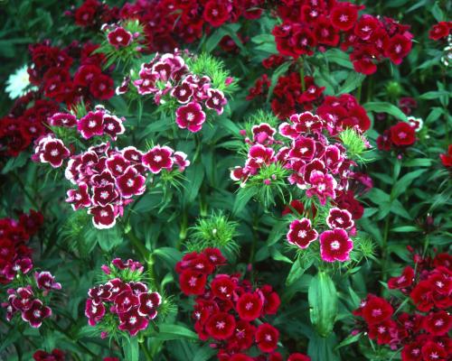 Carnations Deserve a Garden Comeback: Why You Should Plant Them