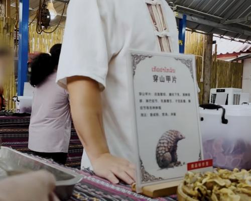 Laos Illegal Wildlife Trade: Pangolin Scales and Tiger Bones Sold