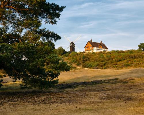 Beech Trees to Surrey Hills: Heatwave Countryside Guide