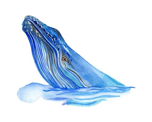 Lost Whale Quiz: Can Whales Find Their Way Home?