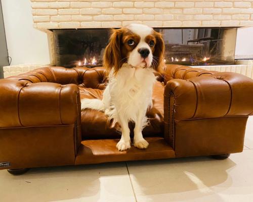 Barkitecture: Why Dog Home Spas Cost Up to £28,000