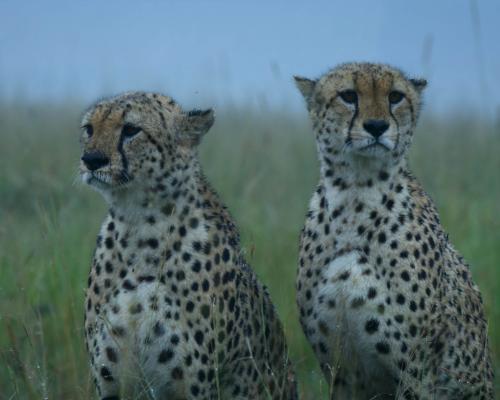 Force of Nature Review: Climate Crisis Documentary Turned