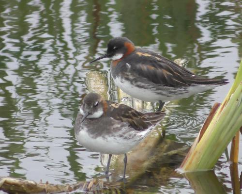 Red-Necked Phalarope Returns: A Fairy Bird Sighting in Ireland