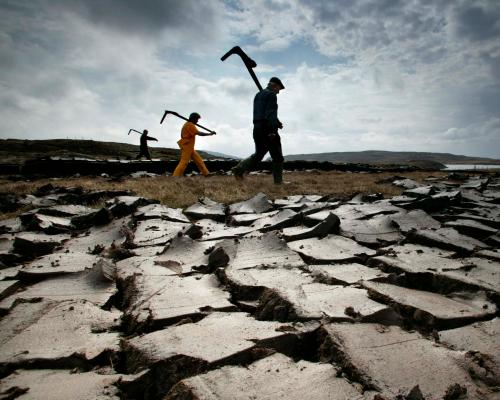 Peat-Free Gardening: Why Gardeners Must Ditch Peat Now