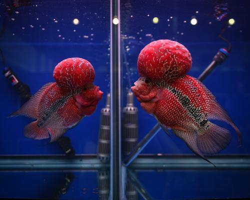 Hybrid Fish Threaten Philippines Lake Biodiversity