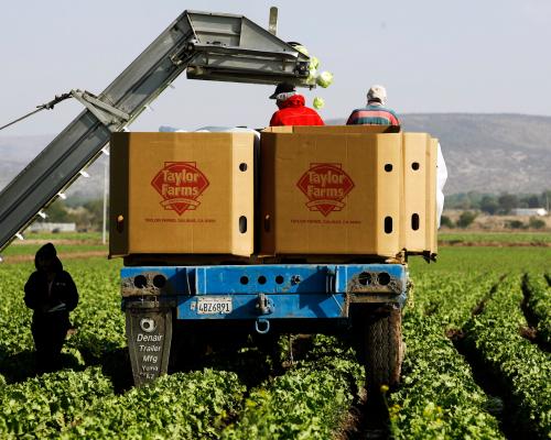Cyclospora Outbreak: Iceberg Lettuce Recalled in 27 States
