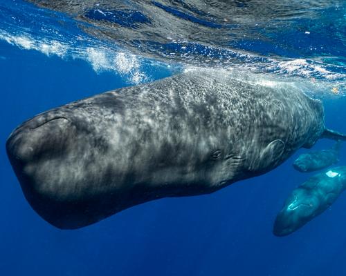 Sperm Whales Change Clicks When Boats Are Near, Study Finds