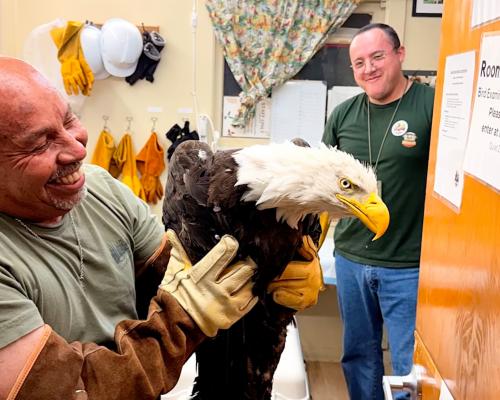 Big Bear Bald Eagle Jackie Found Alive After Fight
