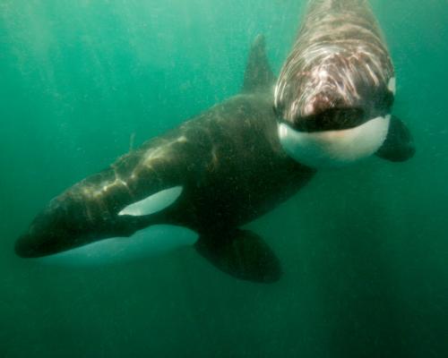 Orcas Ramming Sunfish to Explosion: New Play Behavior