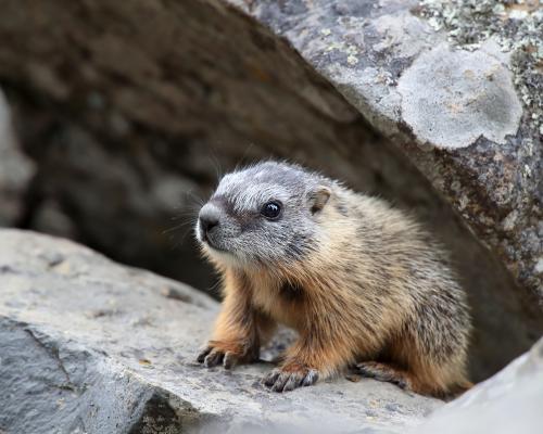 Marmot Research Gets Crypto Boost from OnlyFans and Memecoin
