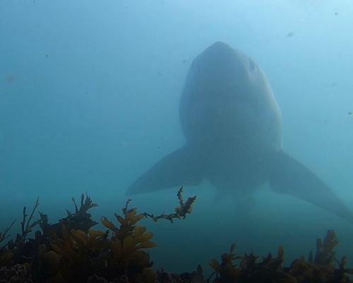 California Shark Surge: Great Whites Head North in Record Numbers