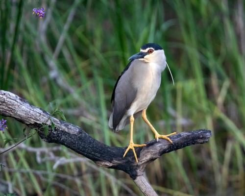 Rare Black-Crowned Night Heron Spotted at Somerset Estate