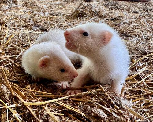 Breeding Ferrets: A Chaotic Guide to Raising Kits