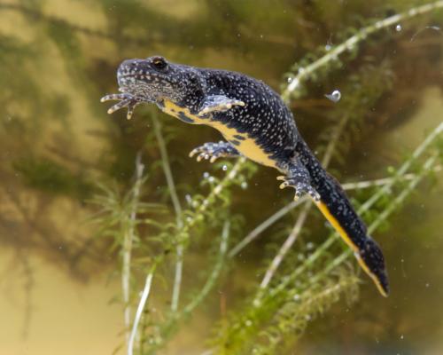 Ponds Need a Law: Freshwater Havens Protection