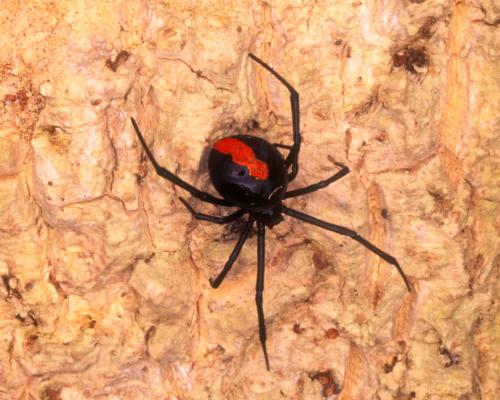 Redback Spider Self-Sacrificial Somersault Explained