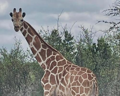 Gracie the Wandering Giraffe Found Safe in Texas - grandgoldman.com