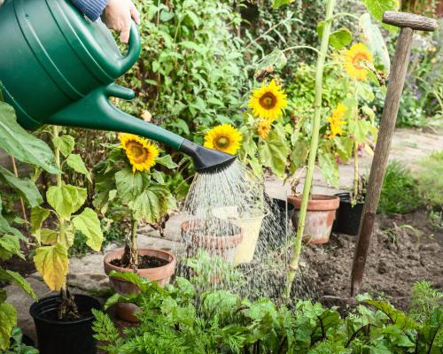How to Water Your Garden During a Hosepipe Ban and Drought
